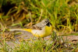 grey wagtail